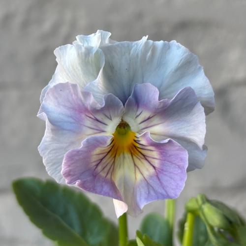 パンジー シエルブリエ 1株 ブルー系 3〜3.5号ポット苗 寄せ植え 花苗