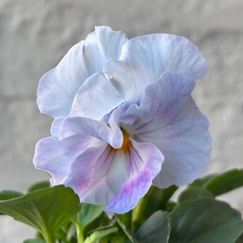 パンジー シエルブリエ 1株 ブルー系 3〜3.5号ポット苗 寄せ植え 花苗