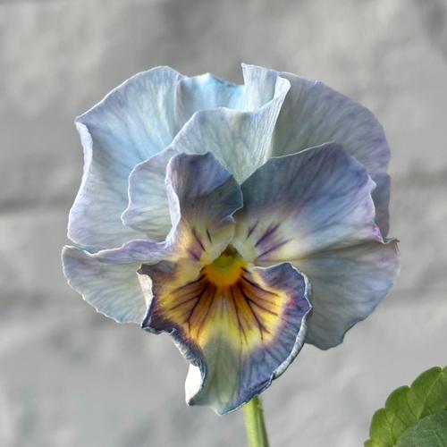 シエルブリエ1 パンジー シエルブリエ 1株 ブルー系 3〜3.5号ポット苗 寄せ植え 花苗