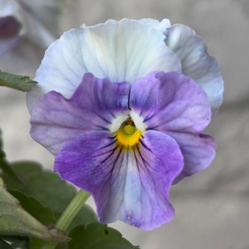 パンジー シエルブリエ 1株 ブルー系 3〜3.5号ポット苗 寄せ植え 花苗