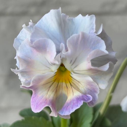 パンジー シエルブリエ 1株 ブルー系 3〜3.5号ポット苗 寄せ植え 花苗