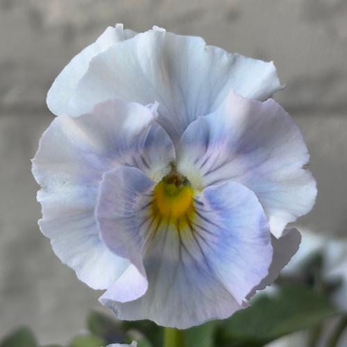 パンジー シエルブリエ 1株 ブルー系 3〜3.5号ポット苗 寄せ植え 花苗