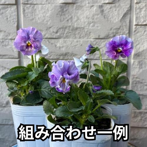 パンジー シエルブリエ 1株 紫系 3〜3.5号ポット苗 寄せ植え 花苗 冬の