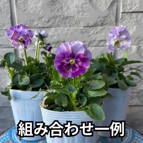パンジー シエルブリエ 1株 紫系 3〜3.5号ポット苗 寄せ植え 花苗 冬の