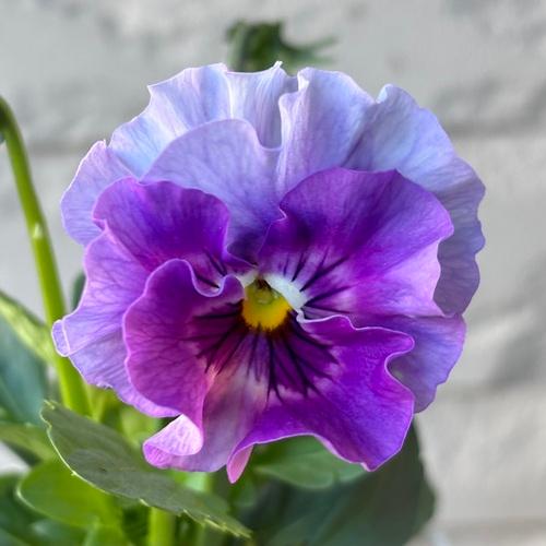 パンジー シエルブリエ 1株 紫系 3〜3.5号ポット苗 寄せ植え 花苗 冬の