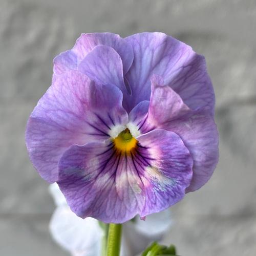 パンジー シエルブリエ 1株 紫系 3〜3.5号ポット苗 寄せ植え 花苗 冬の