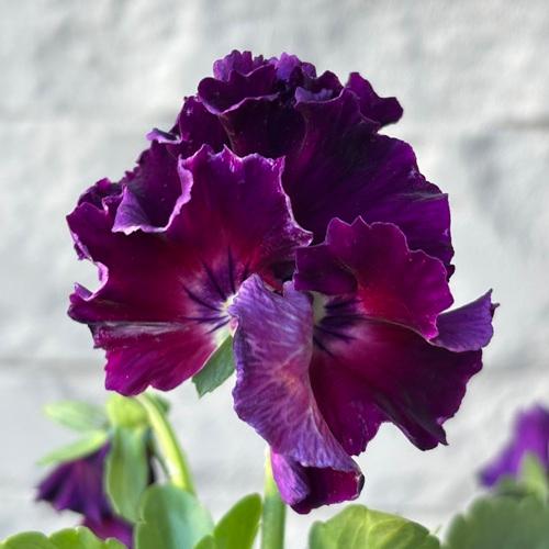 パンジー シエルブリエ 1株 紫系 3〜3.5号ポット苗 寄せ植え 花苗 冬の