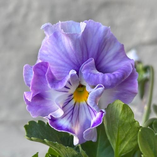 パンジー シエルブリエ 1株 紫系 3〜3.5号ポット苗 寄せ植え 花苗 冬の