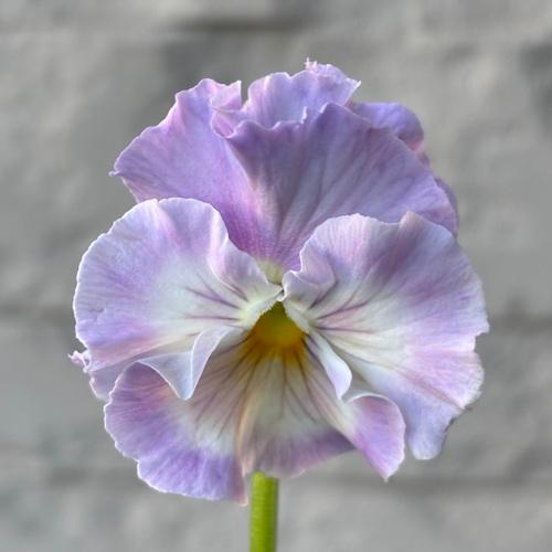 パンジー シエルブリエ 1株 紫系 3〜3.5号ポット苗 寄せ植え 花苗 冬の