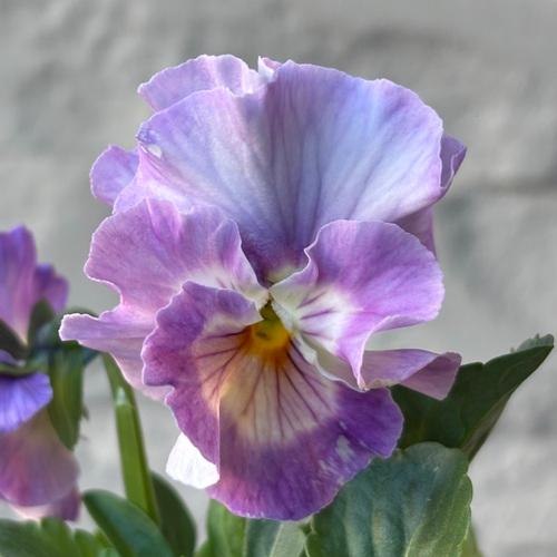 パンジー シエルブリエ 1株 紫系 3〜3.5号ポット苗 寄せ植え 花苗 冬の