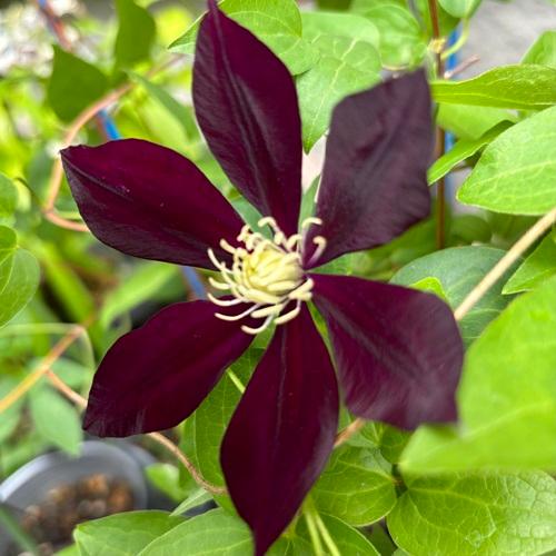 クレマチスの苗　はやて　3.5号ポット苗　花苗　 | 