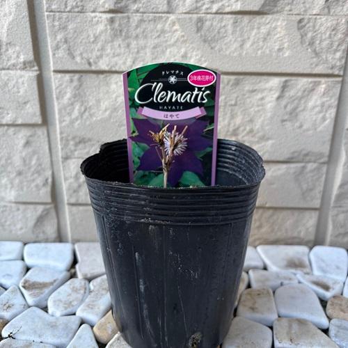 クレマチスの苗　はやて　3.5号ポット苗　花苗　 |  | 01
