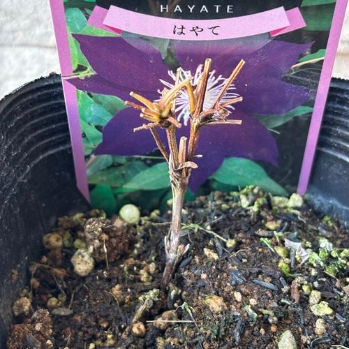 クレマチスの苗　はやて　3.5号ポット苗　花苗　 |  | 02