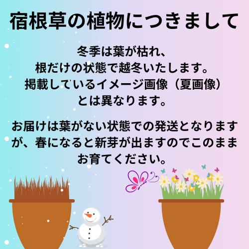 クレマチスの苗　はやて　3.5号ポット苗　花苗　 |  | 04