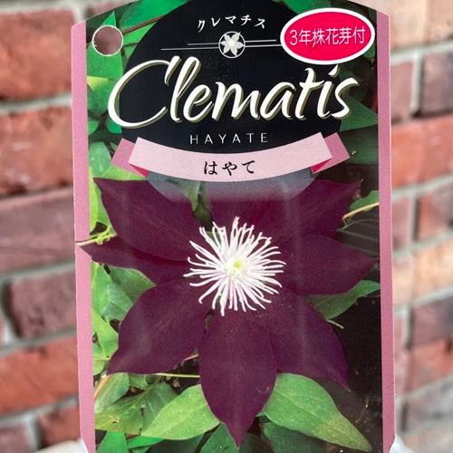 クレマチスの苗　はやて　3.5号ポット苗　花苗　 |  | 03