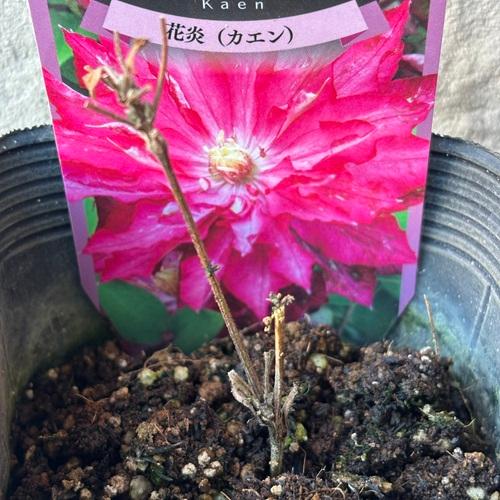 クレマチスの苗 花炎（かえん） 3.5号ポット苗 花苗 : エスフルール