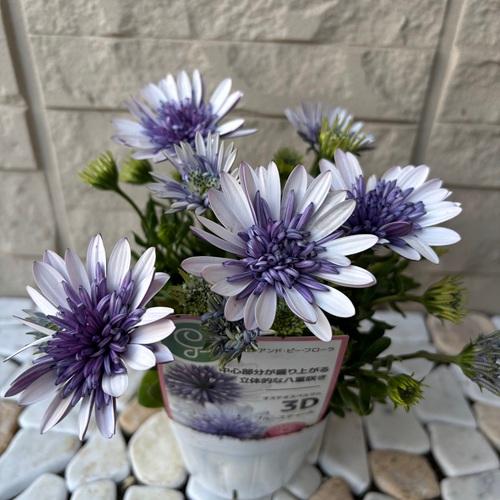 オステオスペルマム 3D ブルースティール 3.5号ポット苗 花苗 : エス