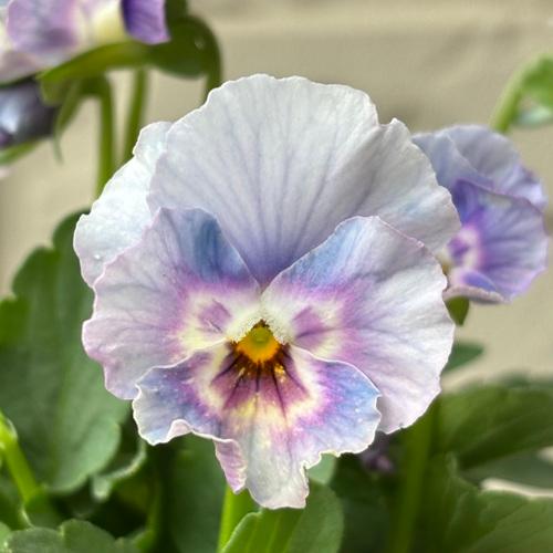 3株セット やす パンジー ペルクレア 花色おまかせ 3株 3.5号ポット苗 寄せ植え 花苗