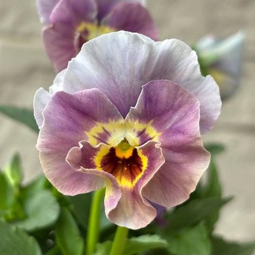 パンジー ペルクレア 花色おまかせ 3株 3.5号ポット苗 寄せ植え 花苗