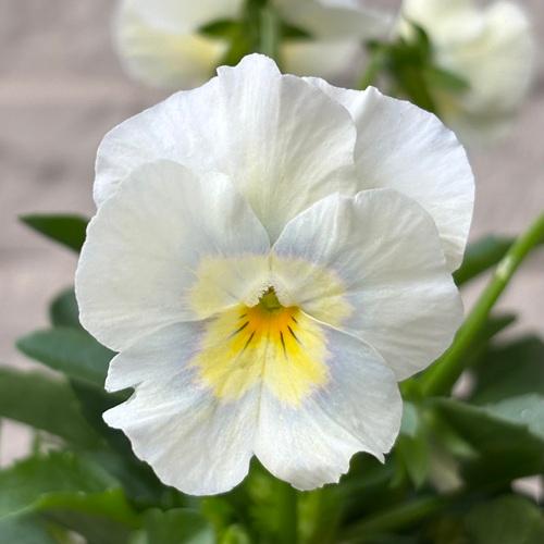 パンジー ペルクレア 花色おまかせ 3株 3.5号ポット苗 寄せ植え 花苗