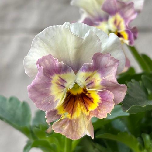 パンジー ペルクレア 花色おまかせ 3株 3.5号ポット苗 寄せ植え 花苗