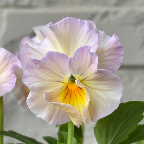 ビオラ 華あられ 花色おまかせ 3株 3.5号ポット苗 寄せ植え 花苗 冬の