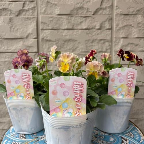 （14）ハーバリウム  春色  ビオラ ＊ショート＊ ビオラ 華あられ 花色おまかせ 3株 3.5号ポット苗 寄せ植え 花苗 冬の