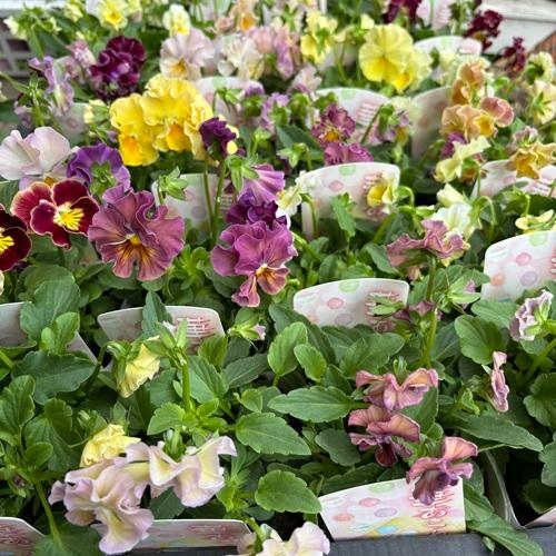 ビオラ 華あられ 花色おまかせ 3株 3.5号ポット苗 寄せ植え 花苗 冬の