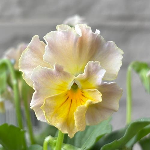 ビオラ 華あられ 花色おまかせ 3株 3.5号ポット苗 寄せ植え 花苗 冬の