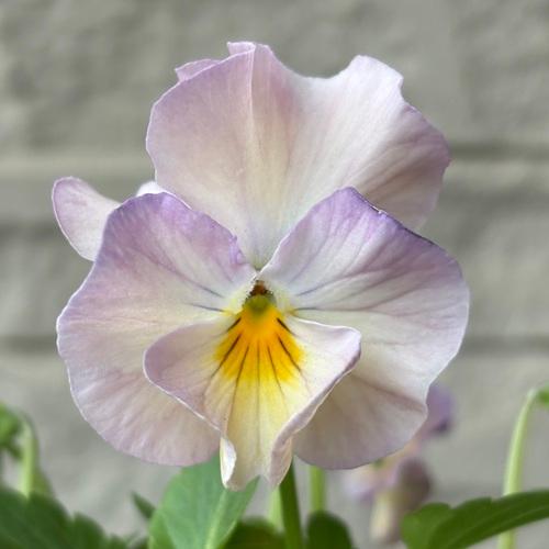 ビオラ 華あられ 花色おまかせ 3株 3.5号ポット苗 寄せ植え 花苗 冬の