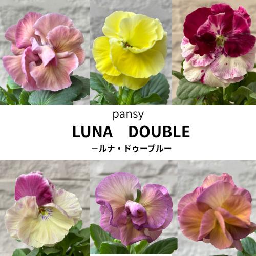パンジー ルナ ドゥーブル 花色おまかせ 3株 3.5号ポット苗 寄せ植え