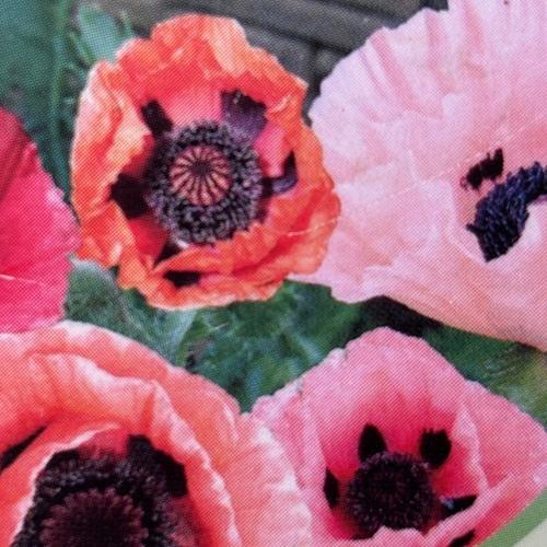 オリエンタルポピー ピチカート MIX 2ポット 3.5号ポット苗 寄せ植え