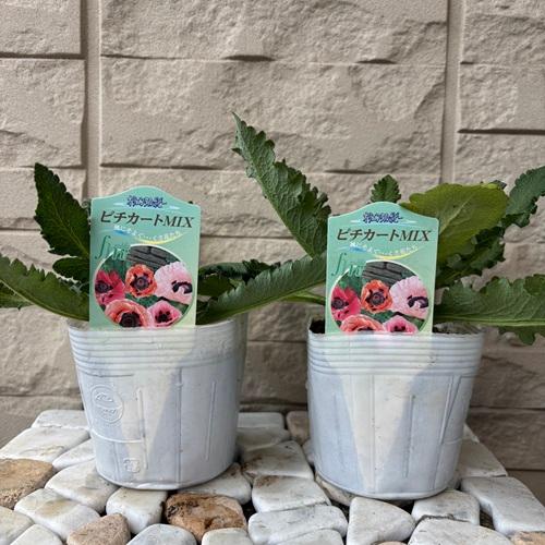 オリエンタルポピー ピチカート MIX 2ポット 3.5号ポット苗 寄せ植え