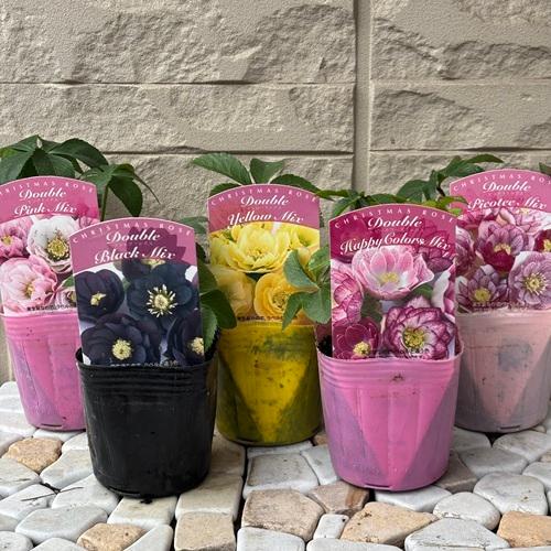 2026福袋 クリスマスローズ 松村ナーセリー ダブル実生苗 3種セット 3