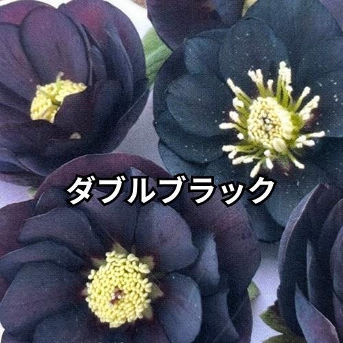 2026福袋 クリスマスローズ 松村ナーセリー ダブル実生苗 3種セット 3