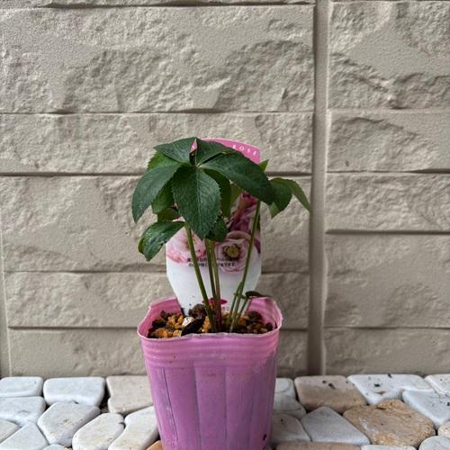 2026福袋 クリスマスローズ 松村ナーセリー ダブル実生苗 3種セット 3