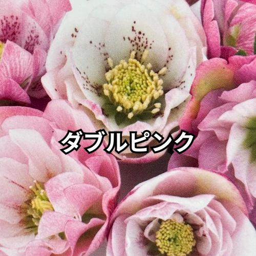 2026福袋 クリスマスローズ 松村ナーセリー ダブル実生苗 3種セット 3