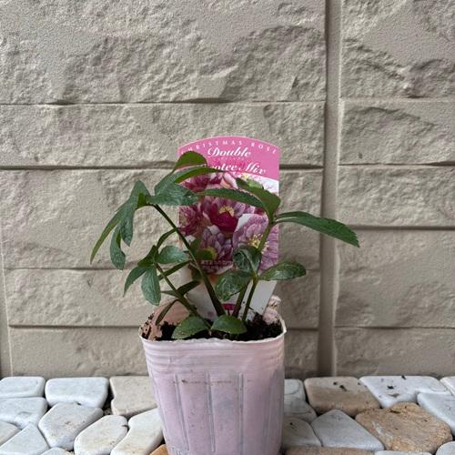 2026福袋 クリスマスローズ 松村ナーセリー ダブル実生苗 3種セット 3