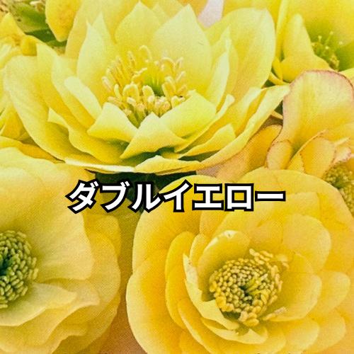 2026福袋 クリスマスローズ 松村ナーセリー ダブル実生苗 3種セット 3