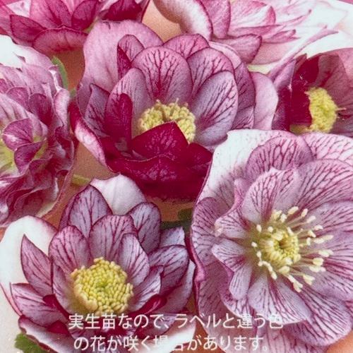 クリスマスローズ 松村ナーセリー ダブルピコティ系 3号ポット苗 実生