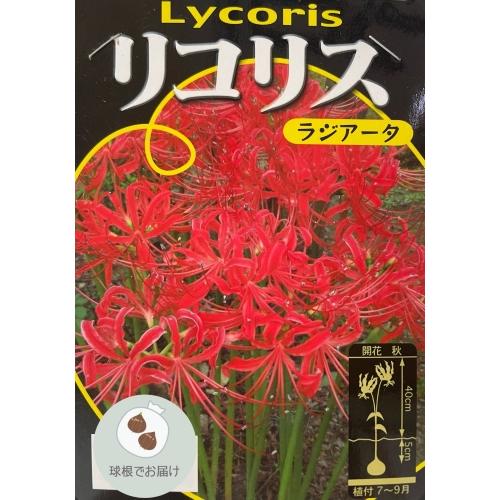 ヒガンバナ リコリス ラジアータ 球根3球袋詰め 曼殊沙華 彼岸花