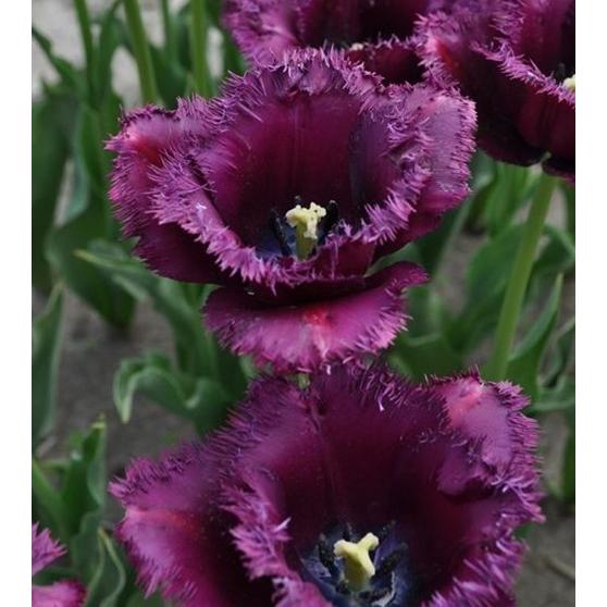 チューリップ　ゴリラ　球根３球袋詰め　 | 