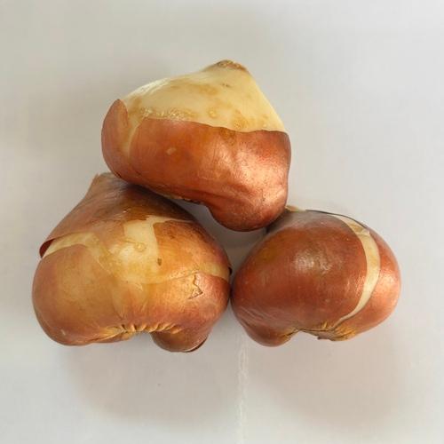 チューリップ　ゴリラ　球根３球袋詰め　 |  | 02