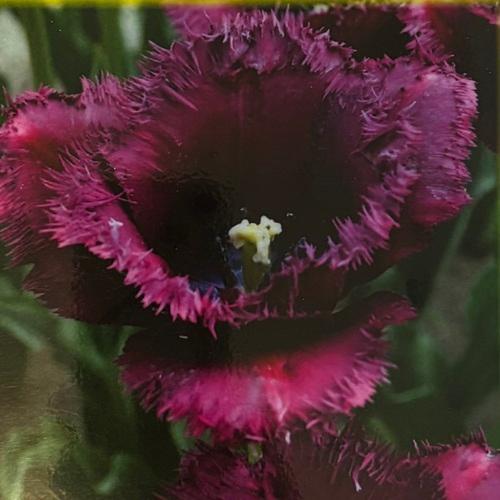 チューリップ　ゴリラ　球根３球袋詰め　 |  | 01