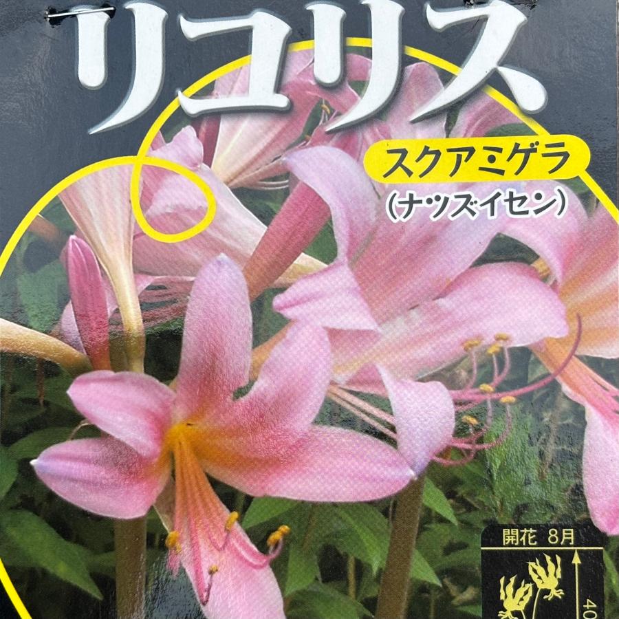 ヒガンバナ リコリス スクアミゲラ　球根1球袋詰め 曼殊沙華  彼岸花 鉢植え 庭植え | 