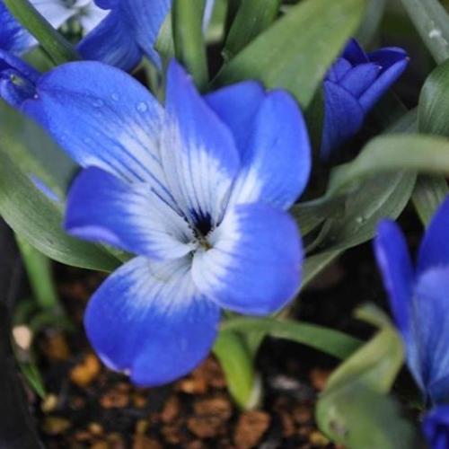 テコフィレア シアノクロッカス 球根2球袋詰め 青い花 秋植え球根 鉢植え | 