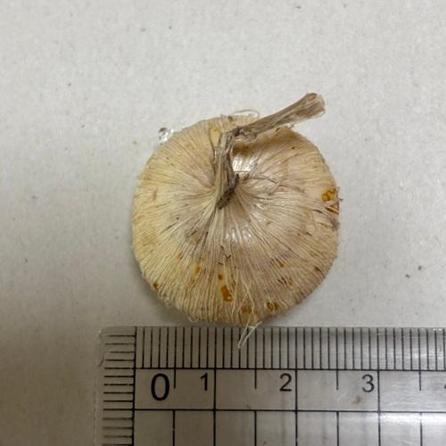 テコフィレア シアノクロッカス 球根2球袋詰め 青い花 秋植え球根 鉢植え |  | 02