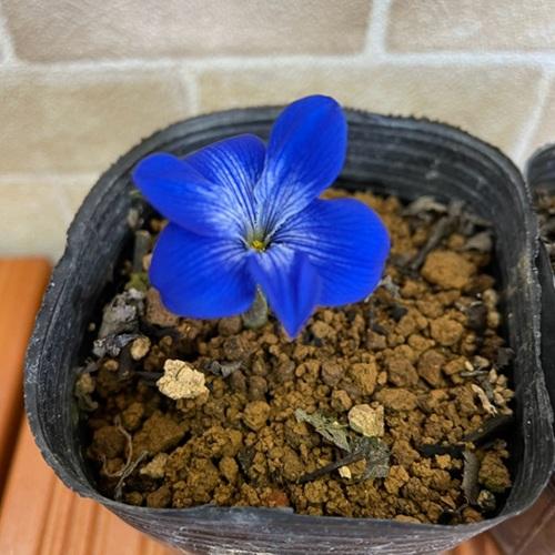 テコフィレア シアノクロッカス 球根2球袋詰め 青い花 秋植え球根 鉢植え |  | 04