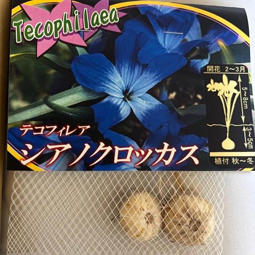 テコフィレア シアノクロッカス 球根2球袋詰め 青い花 秋植え球根 鉢植え |  | 03