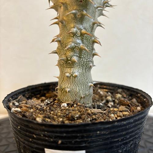 現品株D-2】パキポディウム デンシフローラム 3.5号ポット苗